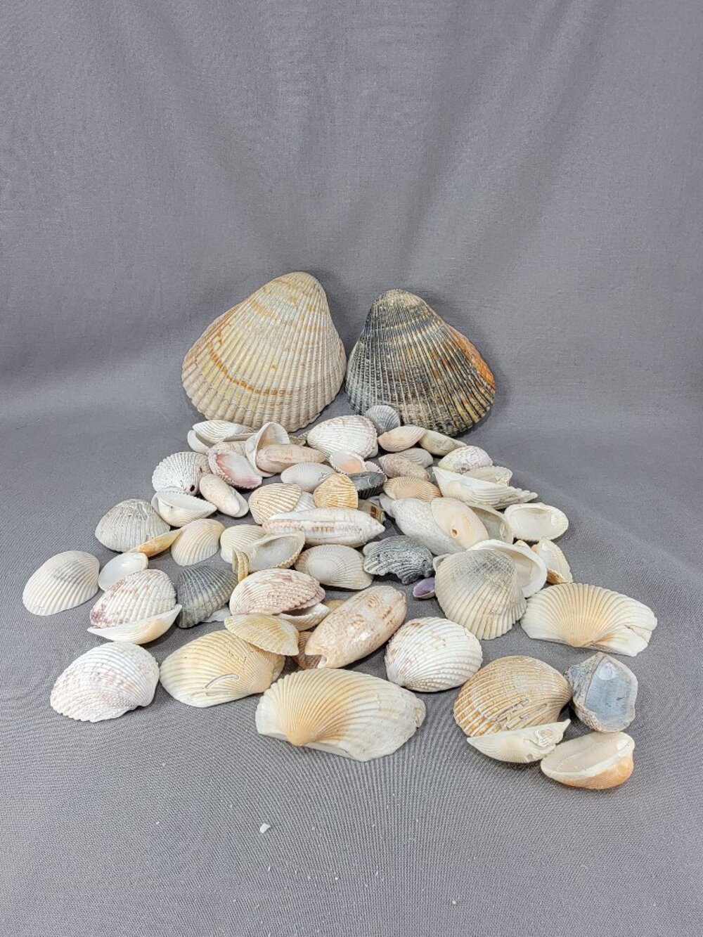 Natural Shells Seashells Mixed Lot Cockle Clam Olive Beach Decor Crafts